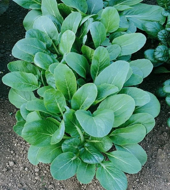 Tatsoi Black Night Seeds 500 - 1 LB Asian Mustard Microgreens, Brassica rapa var. rosularis, High Vitamin Nutrition