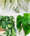Philodendron Brazil Cuttings | Heartleaf Philodendron & Marble Queen Pothos Cuttings | Indoor Plant Propagation