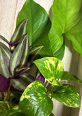 15 Rooted Plant Cuttings - Arrowhead Vines, Pothos, Wandering Jew - Indoor Houseplants - Perfect for Plant Lovers