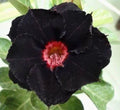 Black Red Desert Rose Seeds - 4 Pack - Adenium Obesum - Exotic Perennial Flower Seeds