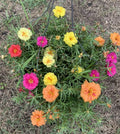Portulaca Seeds - 200 Pack Moss Rose Mix - Organic Edible Purslane Flowers (Portulaca grandiflora)
