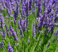 200+ Lavender Seeds - Lavandula angustifolia - True Lavender, Fragrant Herb, Great for Gardens and Aromatherapy
