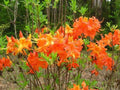 Aromi Azalea Starter Plant - FRONTIER GOLD - Deciduous Rhododendron - Dormant Small Plant