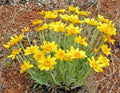 Oregon Sunshine Seeds - Wooley Sunflower - Native Wildflower - Drought Tolerant - Ideal for Poor Soils