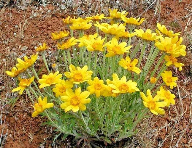 Oregon Sunshine Seeds - Wooley Sunflower - Native Wildflower - Drought Tolerant - Ideal for Poor Soils