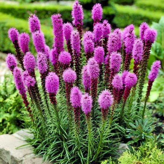 Blazing Star Seeds - 100+ Dense Gay Feather Wildflower for Pollinators - Liatris spicata