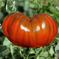 Paul Robinson Tomato Seeds - 120+ Heirloom Organic NON-GMO - Rare Variety for Home Gardening