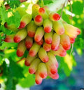 Manicure Fingers Grapes Cuttings - 3 Fresh Rooting Cuttings - Vitis vinifera