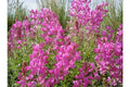 Utah Northern Sweetvetch Seeds - 51+ Drought Tolerant Native Wildflower, Heat & Cold Resistant, Poor Soil Adaptable