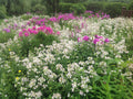 Perennial Bouncing Bet Plants - 1 Live Plant Bare-Root Saponaria officinalis - Pink/Rose/White Blooms - Pollinator Friendly, Erosion Control
