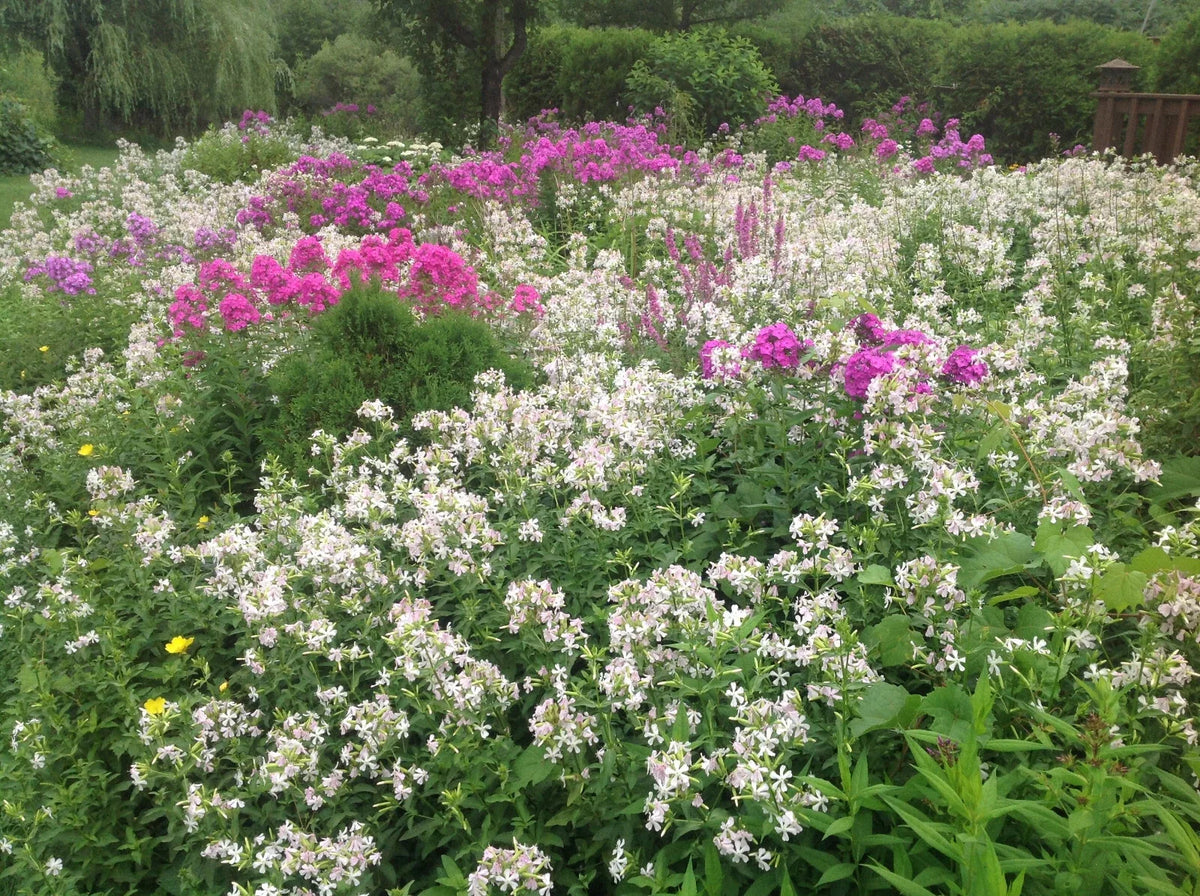Perennial Bouncing Bet Plants - 1 Live Plant Bare-Root Saponaria officinalis - Pink/Rose/White Blooms - Pollinator Friendly, Erosion Control