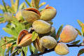 Almond Tree Seeds for Growing Almond Trees - Organic, Non-GMO - Prunus dulcis