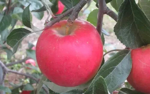 Pixie Crunch Apple Seeds - 25+ Heirloom Seeds for Garden Planting - Malus domestica - USA