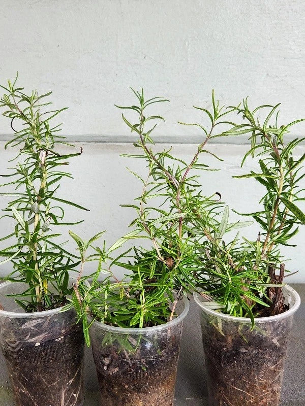 Rosemary Rooted Plants Set of 3 - Organic, Strong Roots - Rosmarinus officinalis