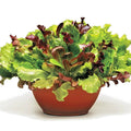 Gourmet Salad Mix Seeds - 1 oz Organic Leaf Lettuce Blend for Container Gardening - Easy to Grow