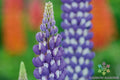Neptune Lupine 25 Seeds - for Garden Planting - Lupinus nootkatensis - USA Grown, Free Shipping