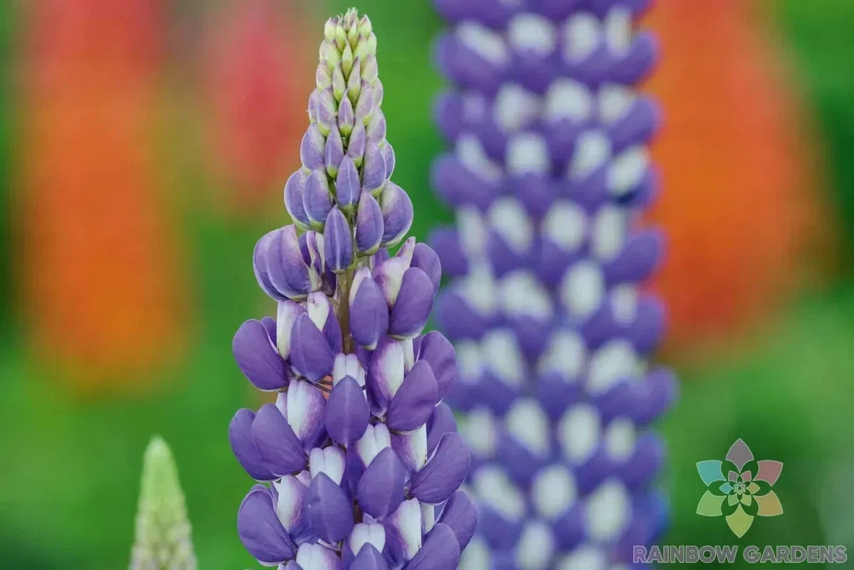 Neptune Lupine 25 Seeds - for Garden Planting - Lupinus nootkatensis - USA Grown, Free Shipping