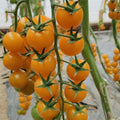 Yellow Cherry Tomato Seeds - 100pcs Heirloom Non-GMO - Super Sweet Variety - Perfect for Patio Gardening