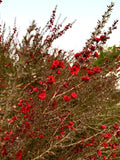 Broom Tea Tree Seeds - 200 Count - Leptospermum Scoparium - USA Growing Kit