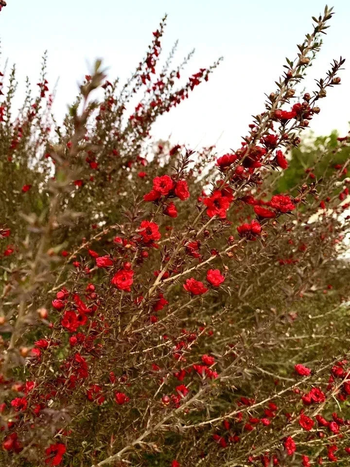 Broom Tea Tree Seeds - 200 Count - Leptospermum Scoparium - USA Growing Kit
