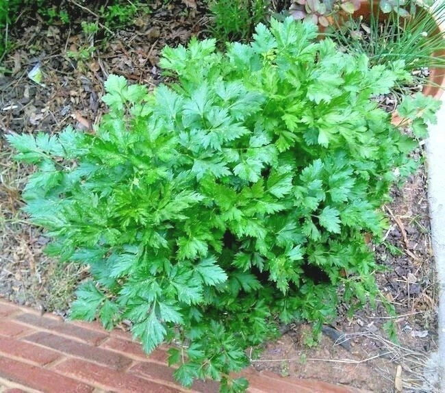 Organic Italian Flat Leaf Parsley Seeds - 301+ Count - Culinary Herb for Garden Containers - Petroselinum crispum