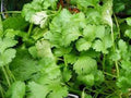 Cilantro Seeds, 100 Non-GMO Heirloom Seeds, Slow Bolt Variety, Great Herb for Cooking, Coriandrum sativum