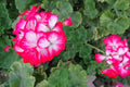 Rare Red & White Geranium Live Plant Starter Cutting 2"x6" Pelargonium Species