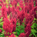 Red Garnet Amaranth Seeds - 2000+ Count - Tropical Amaranthus cruentus - Ideal for 2025 Planting in USA