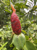 Costus Woodsonii Cuttings - Organic Red Indian Head Ginger, Hawaii Grown, 3 Healthy Stem Pieces