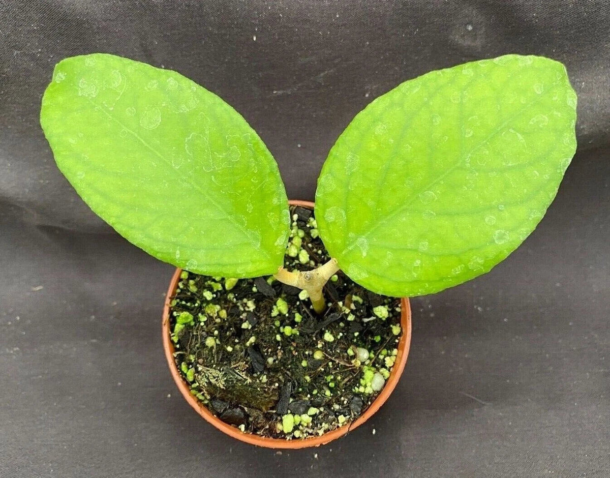 Hoya UT 38 Rooted Plant 2.5" Pot Flores Island Hoya