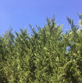 Leyland Cypress Tree Cuttings 15-Pack Fast Growing Evergreen Cupressus × leylandii