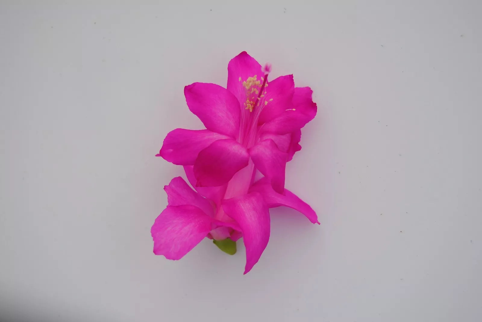Christmas Cactus Starter Plant - Dutch April Variety - Healthy Well-Rooted Schlumbergera truncata
