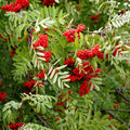 Sorbus Aucuparia Seeds - 50 Pack European Mountain Ash Dwarf Shrub for Garden Planting
