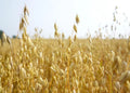 Oats Seeds for Planting - Non-GMO - Organic Oat Seeds - Avena sativa