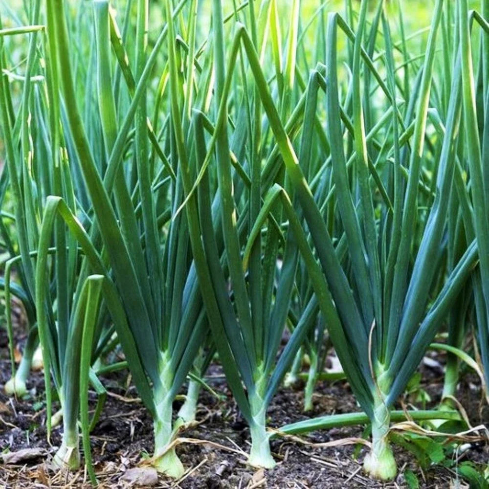 Tokyo Long White Scallion Seeds | Green Spring Onion Chives | Asian Vegetable Seeds | Allium fistulosum