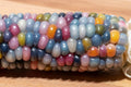 Glass Gem Indian Corn Seeds - 75 Count - Vibrant Translucent Colors - Zea mays everta