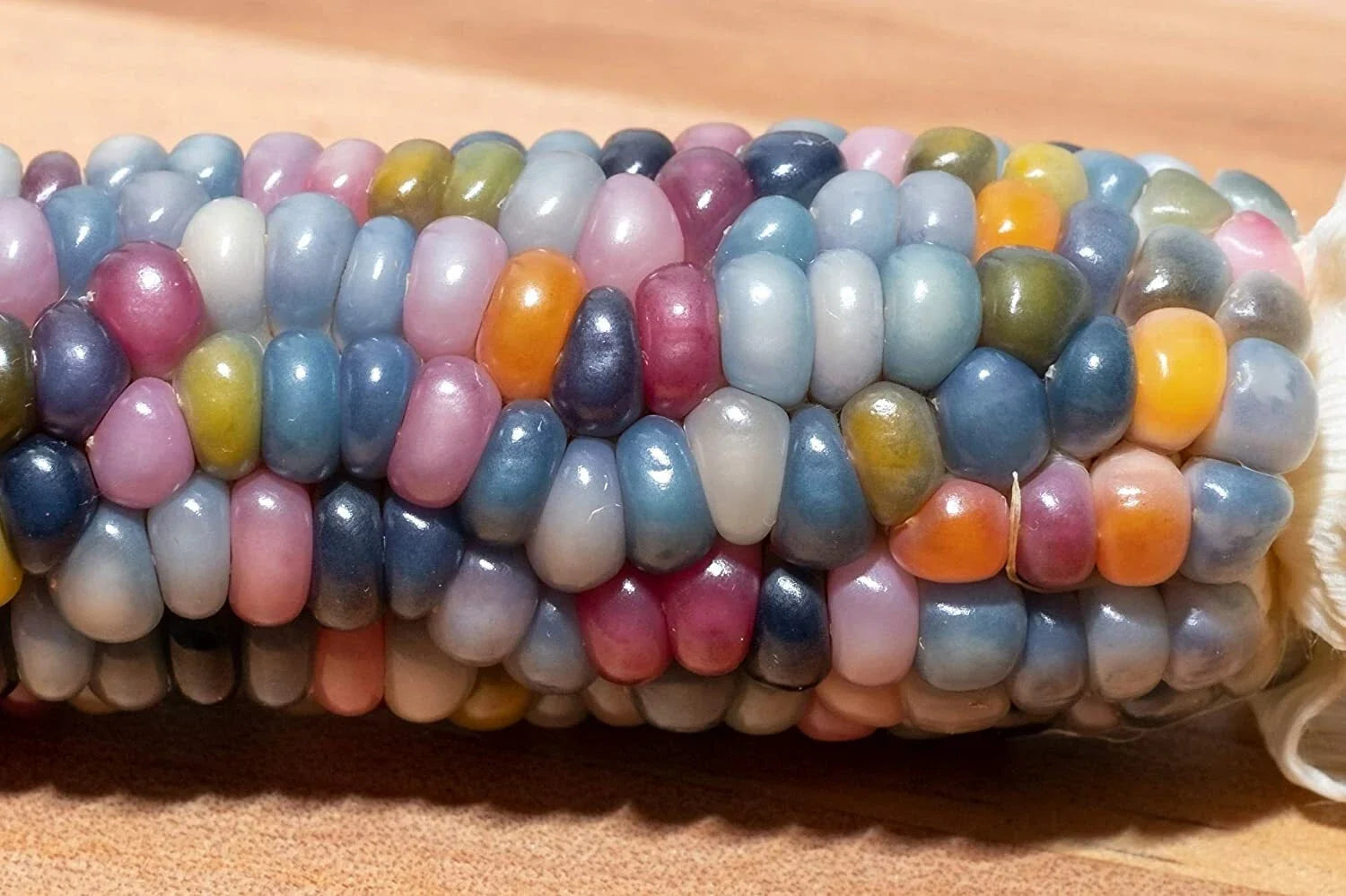 Glass Gem Indian Corn Seeds - 75 Count - Vibrant Translucent Colors - Zea mays everta