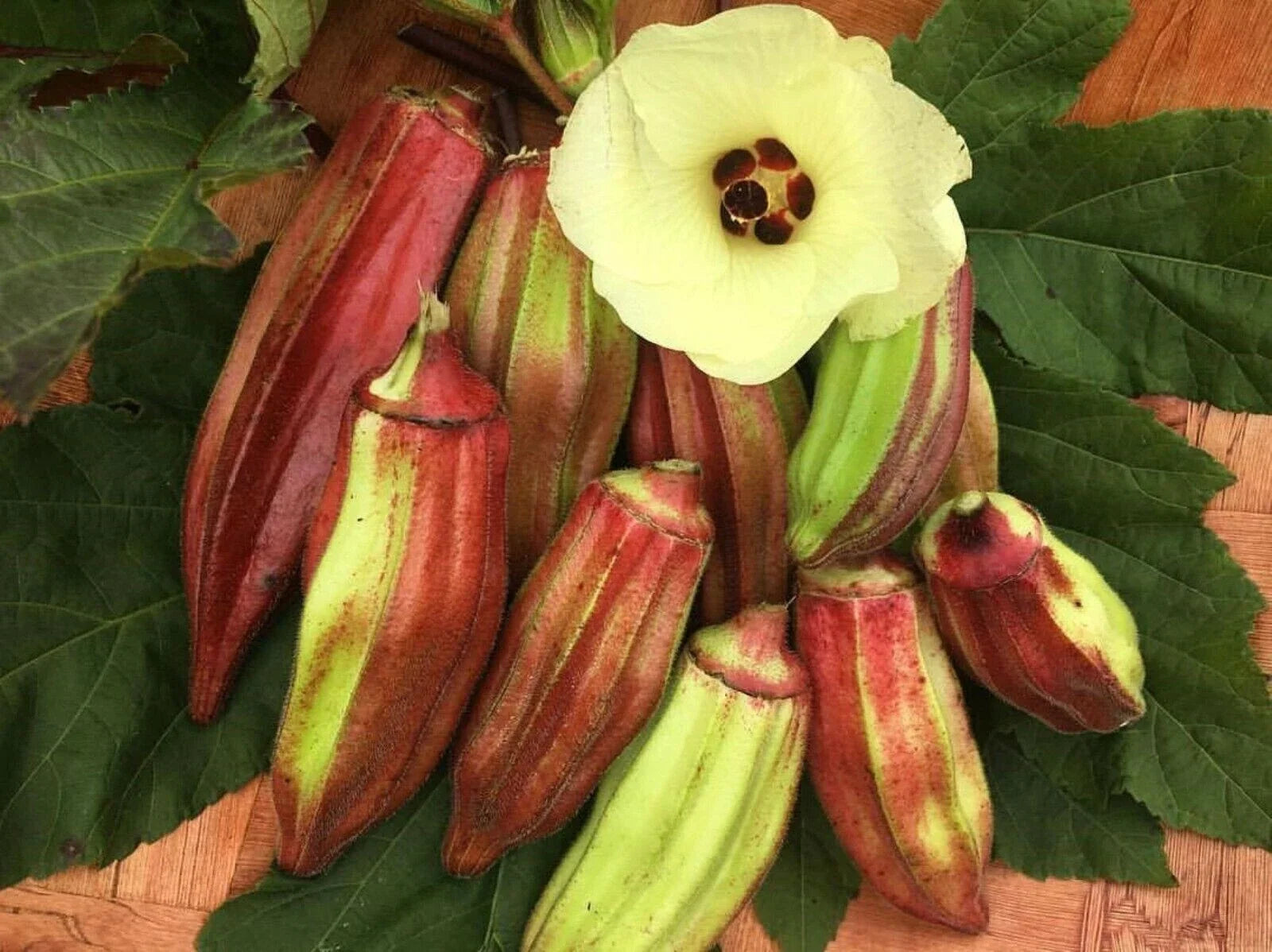 Texas Hill Country Red Okra Seeds - Heirloom, NON-GMO, Fresh - 50+ Seeds (Abelmoschus esculentus)