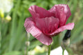 Giant Purple Poppy Flower Seeds - 100 Pack - Wildflower Seeds - Papaver somniferum