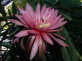 Epiphyllum Orchid Cactus Cutting - FUSAE NAKANISHI Variety - Rare Tropical Plant - Perfect for Home Garden