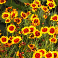 Plains Coreopsis Seeds - Calliopsis Tinctoria - 2025 Planting - Mississippi Wildflower Seeds