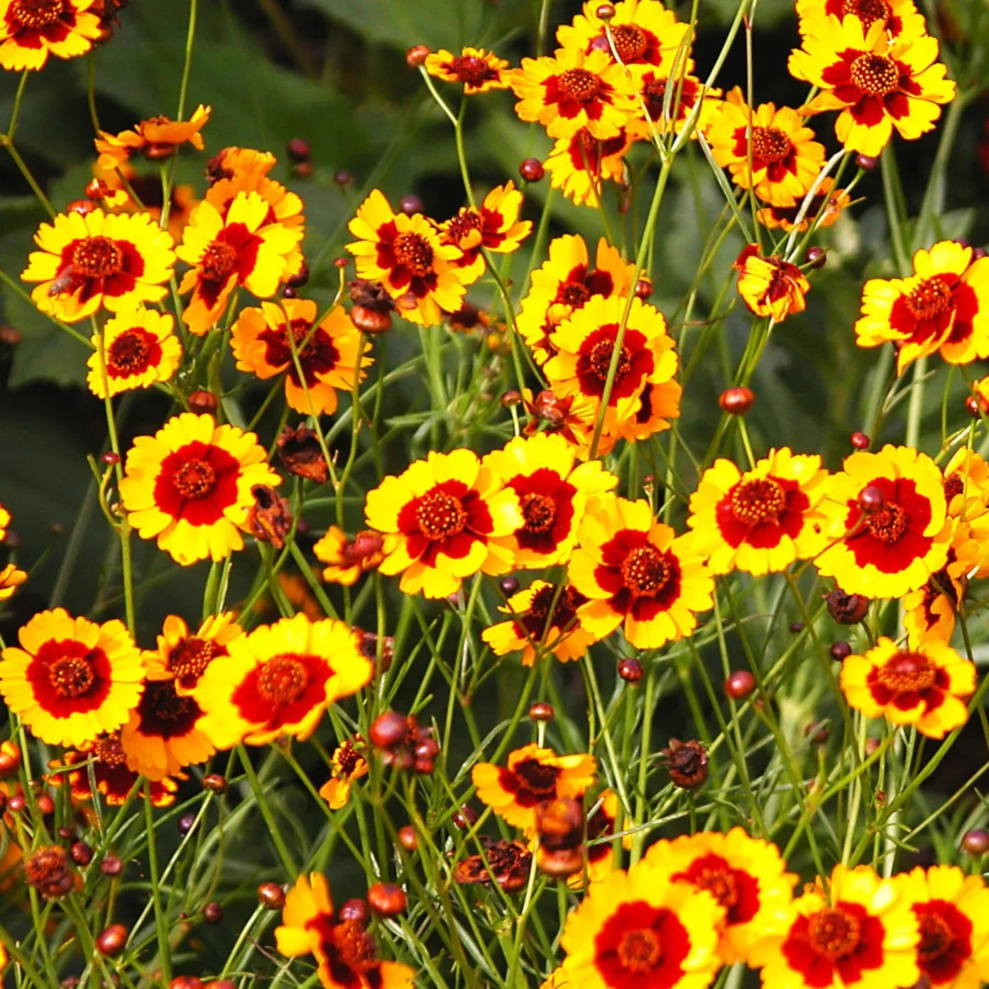 Plains Coreopsis Seeds - Calliopsis Tinctoria - 2025 Planting - Mississippi Wildflower Seeds