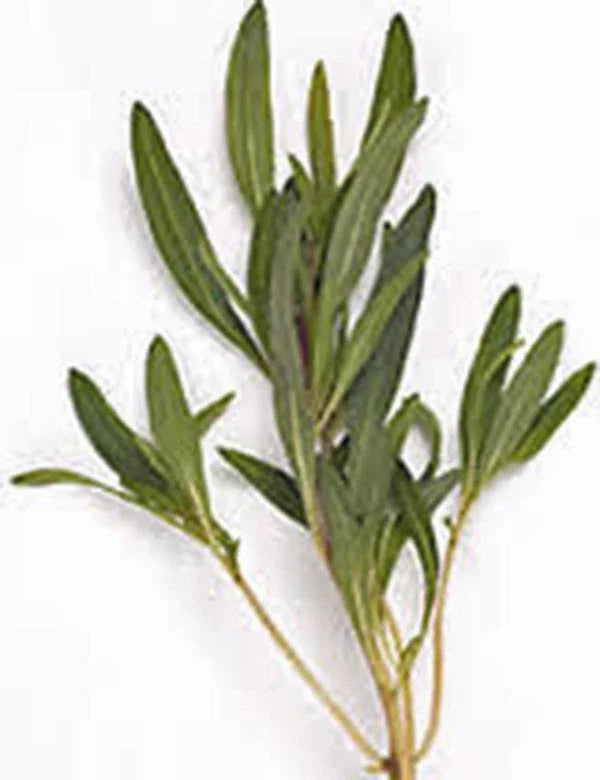 Summer Savory Herb Seeds - 500+ Non-GMO Heirloom Seeds for Garden Spice - Satureja hortensis