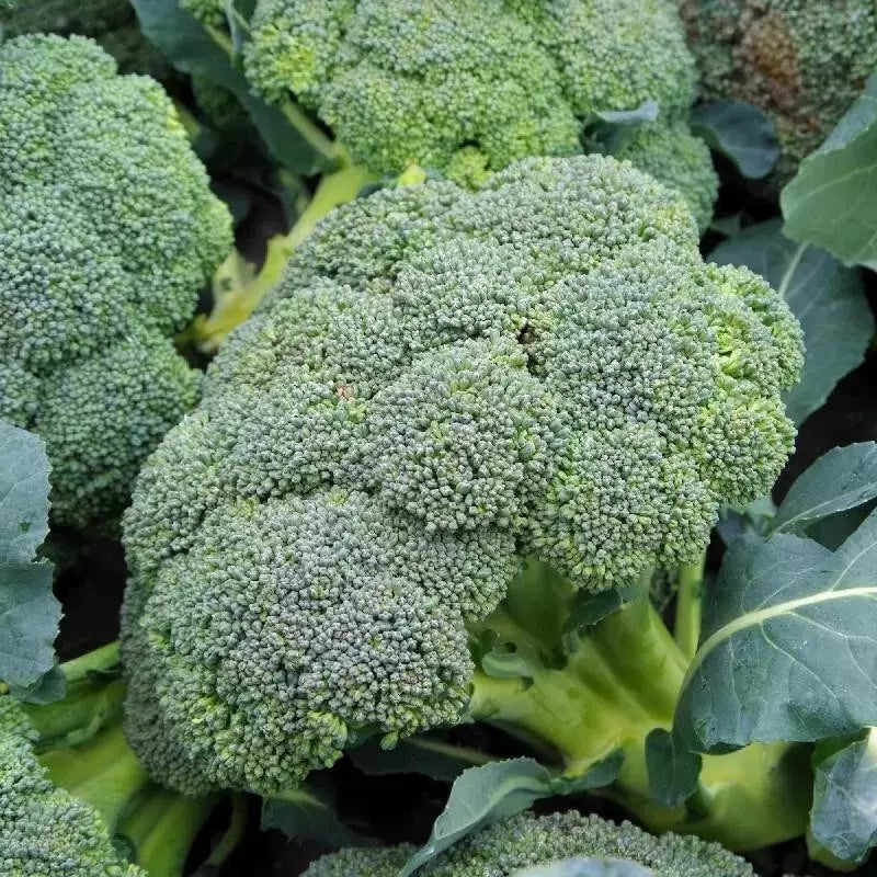 Broccoli Seeds - 100+ Count - Waltham 29 - Heirloom, Organic, Non-GMO - Fresh