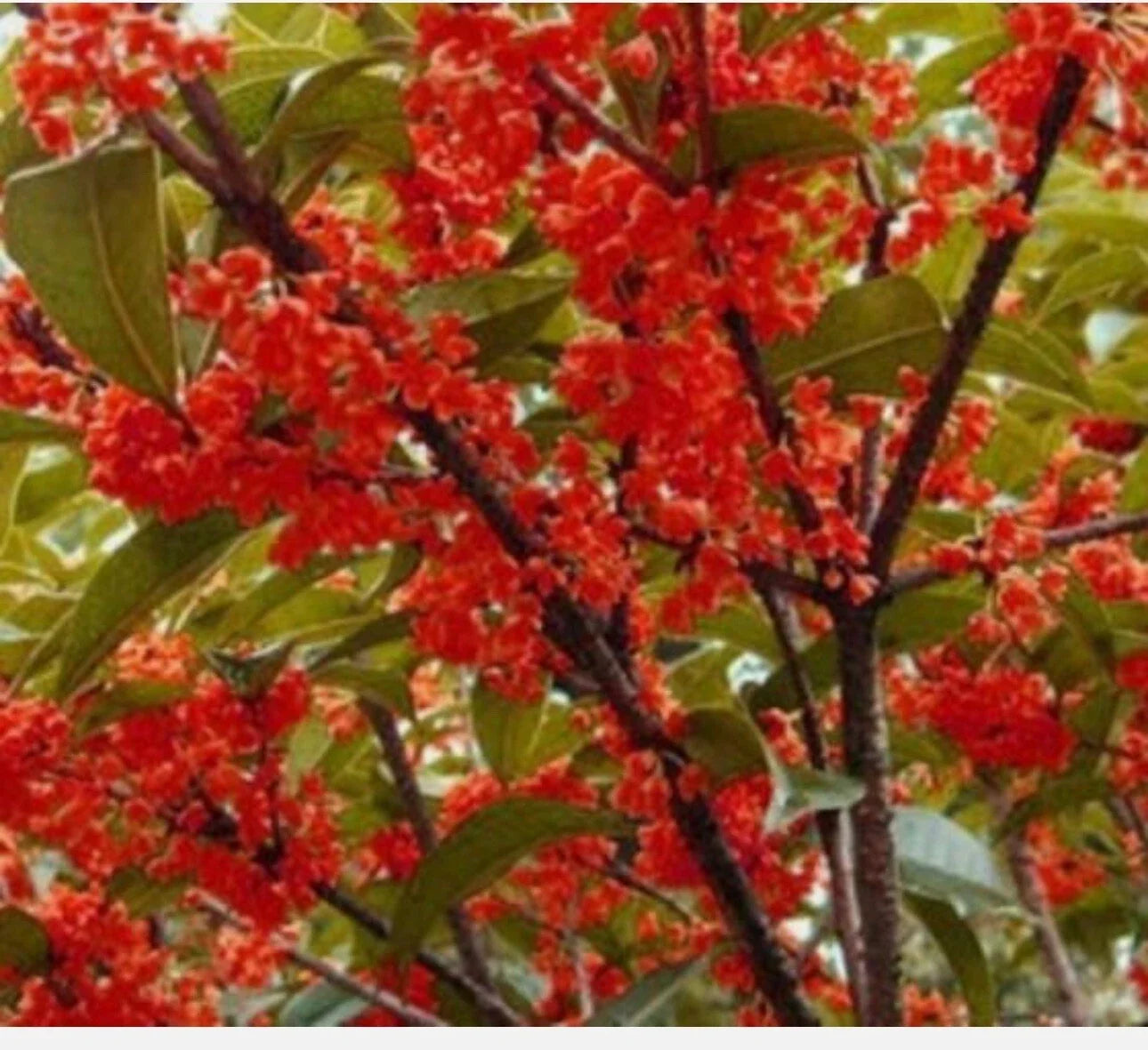 Beni Kin Mokusei Red Sweet Tea Olive Rooted Starter Plant - Osmanthus fragrans - Fragrant Evergreen Shrub