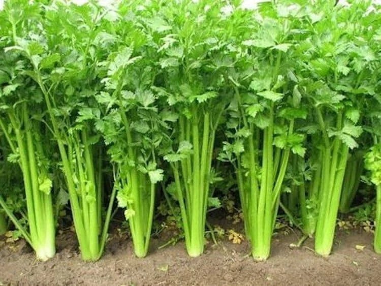 Chinese Celery Seeds - Non-GMO Heirloom Variety, Fast Shipping - Perfect for Home Garden (Apium graveolens)