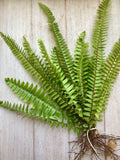 Rooted Ferns - 20 Pack - Lush Green Indoor Plants - Nephrolepis exaltata