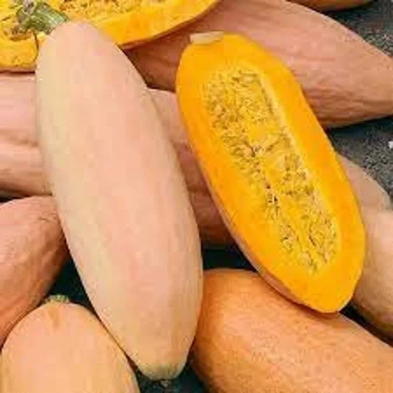 Pink Banana Squash Seeds - Organic 10 Pack - Cucurbita maxima - USA Grown, Free Shipping