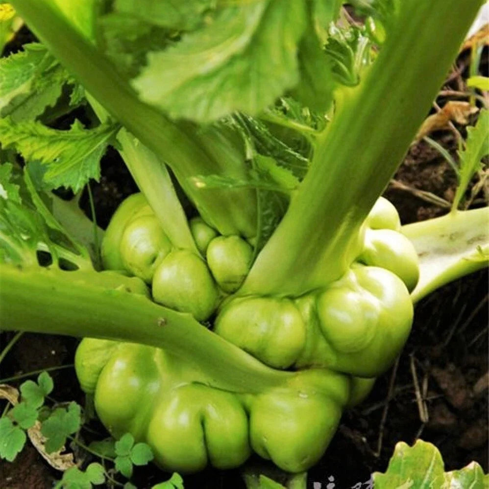Chinese Stem Mustard Seeds | Zha Cai Tuber Seeds | Swollen Knob Tsa Tsai | 2025