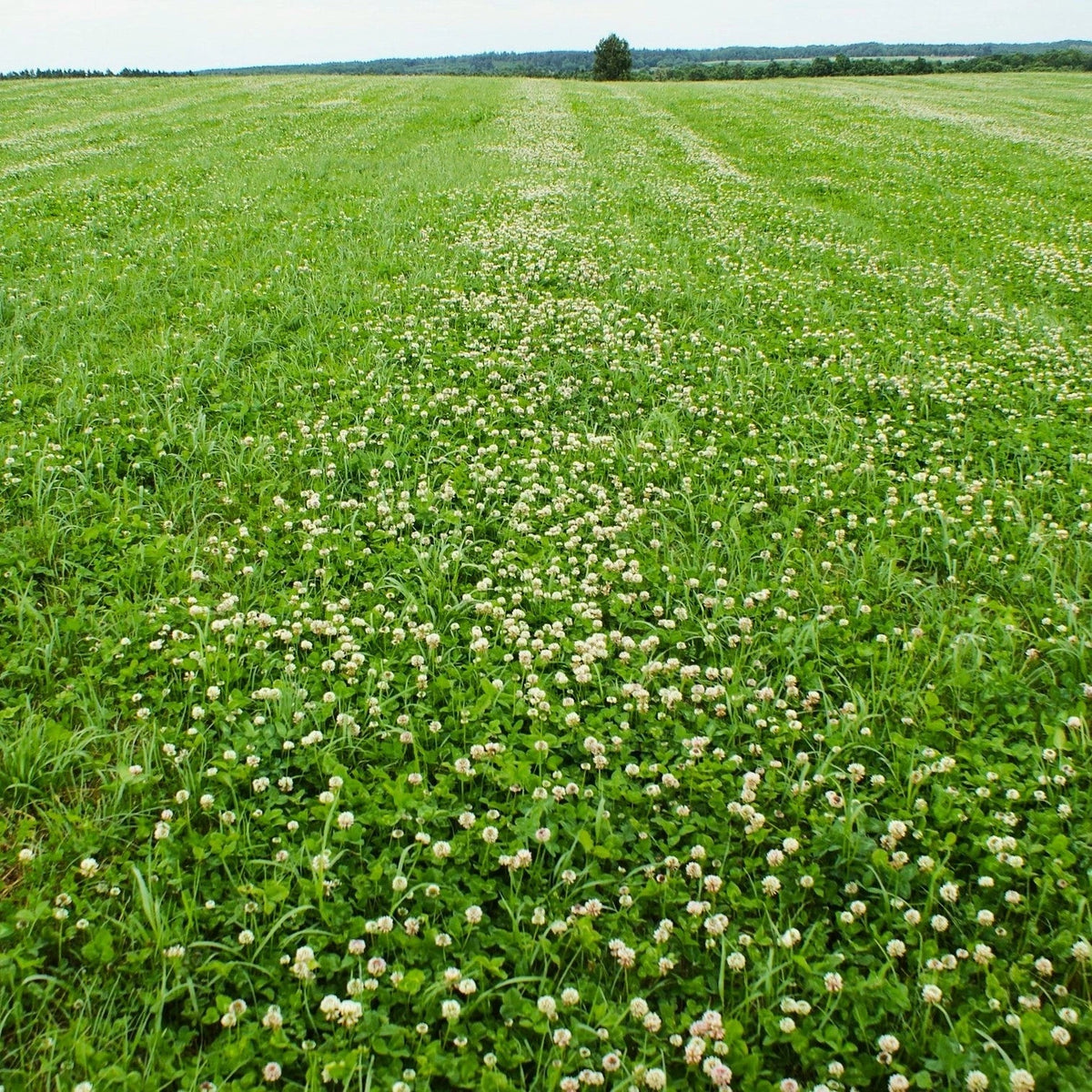 Dutch White Clover Seeds - Lush Lawn Cover - Landscape Clovers - Trifolium repens - Perfect for 2025 Planting